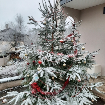 Maison décorées pour Noel