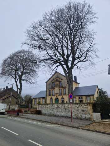 Taille des 2 hêtres de l'école des garçons