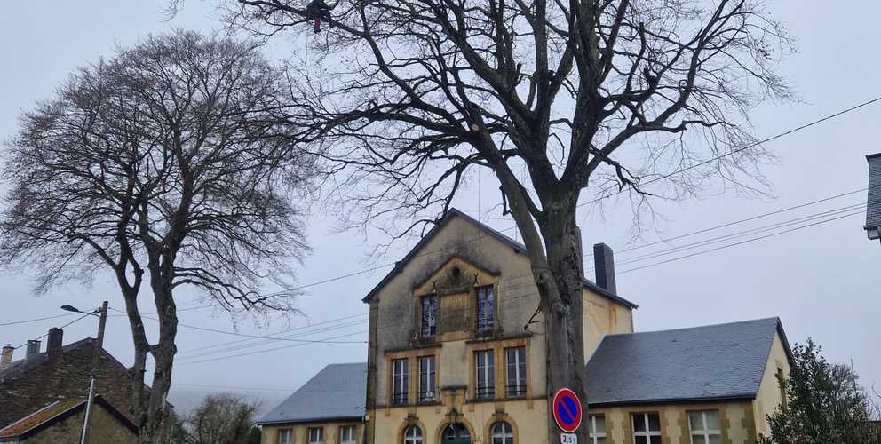 Taille des 2 hêtres de l'école des garçons